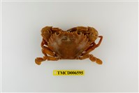 藏品(達氏短槳蟹)的圖片